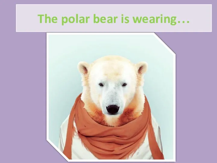 The polar bear is wearing…