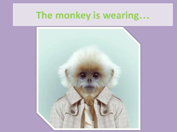 The monkey is wearing…