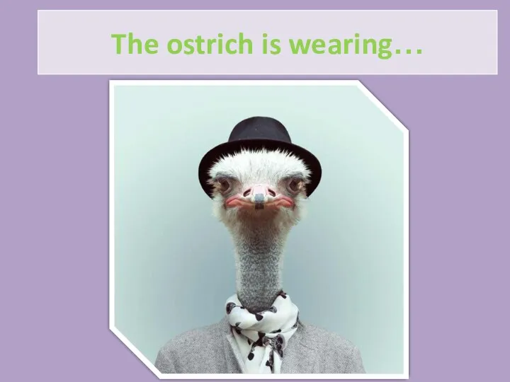The ostrich is wearing…