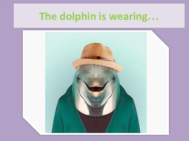 The dolphin is wearing…