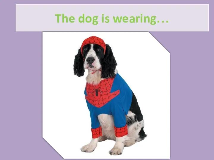 The dog is wearing…