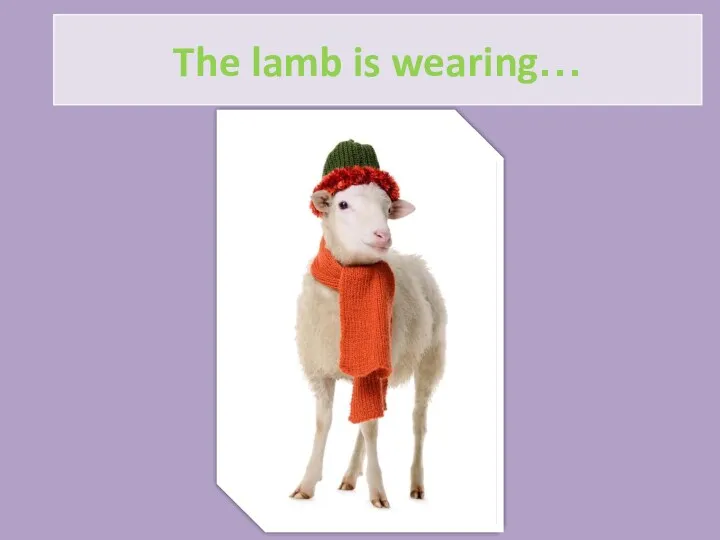 The lamb is wearing…