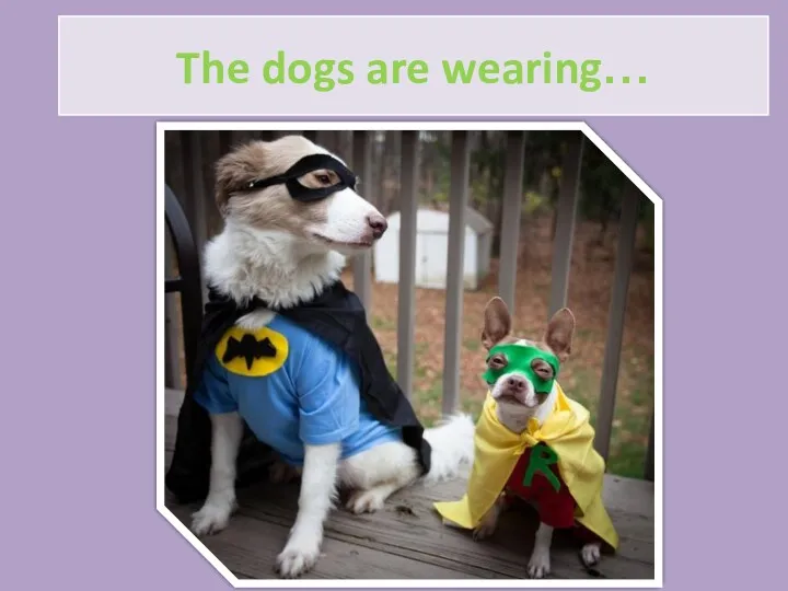 The dogs are wearing…