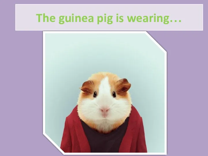 The guinea pig is wearing…