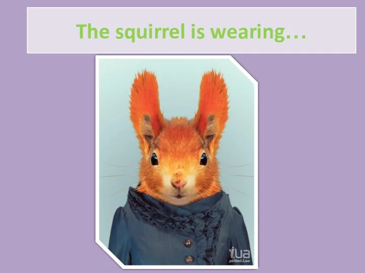 The squirrel is wearing…