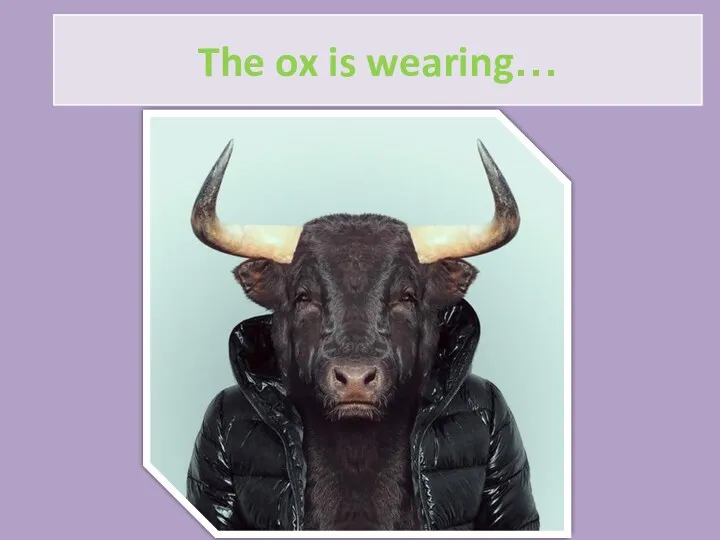 The ox is wearing…