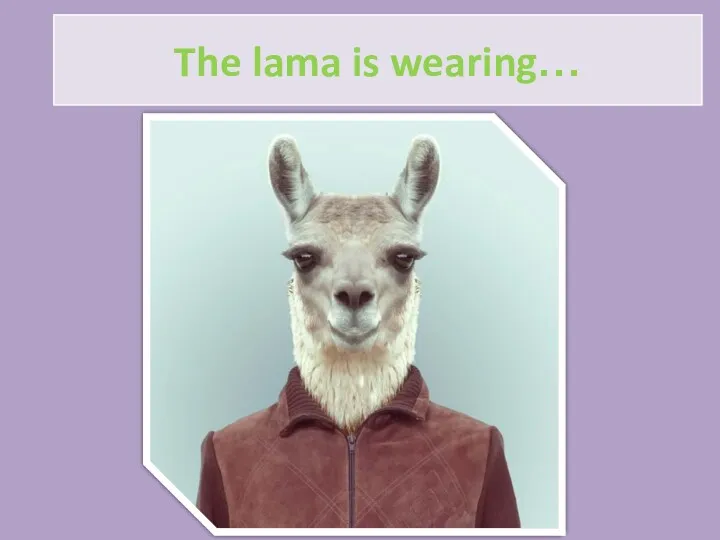 The lama is wearing…