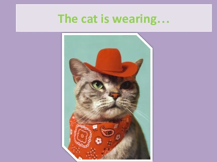 The cat is wearing…