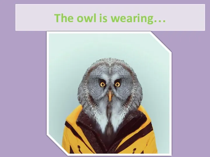 The owl is wearing…