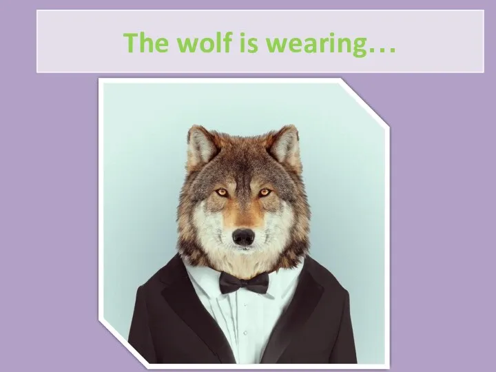 The wolf is wearing…