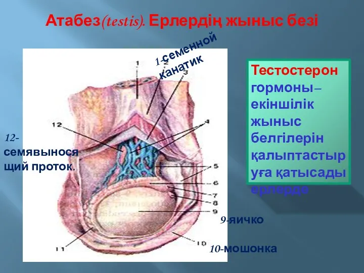 superior part of duodenum; 16-superior pancreaduodenal artery; 17-pyloric part of