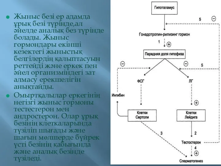 Жыныс безі ер адамда ұрық безі түрінде,ал әйелде аналық без