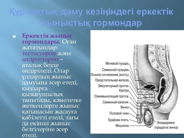 Құрсақтық даму кезіңіндегі еркектік жыныстық гормондар Еркектің жыныс гормондары. Оған