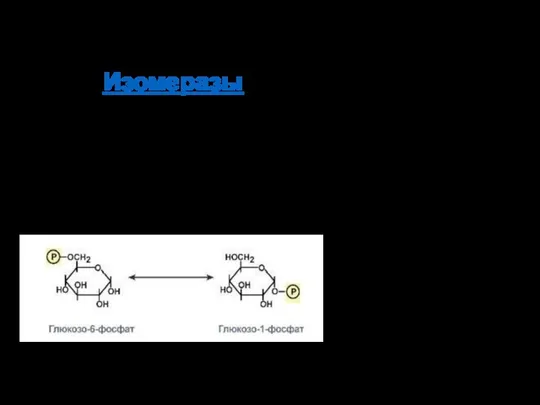 КФ 5: Изомеразы Ферменты, катализирующие структурные превращения изомеров (рацемизация или эпимеризация). Изомеразы –