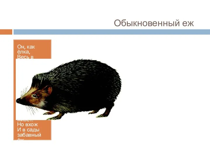 Обыкновенный еж Он, как ёлка, Весь в иголках, Ловит смело