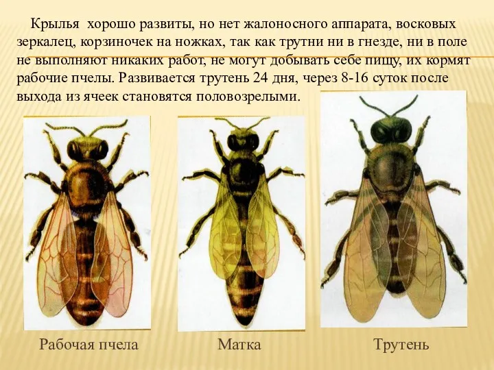 Крылья хорошо развиты, но нет жалоносного аппарата, восковых зеркалец, корзиночек