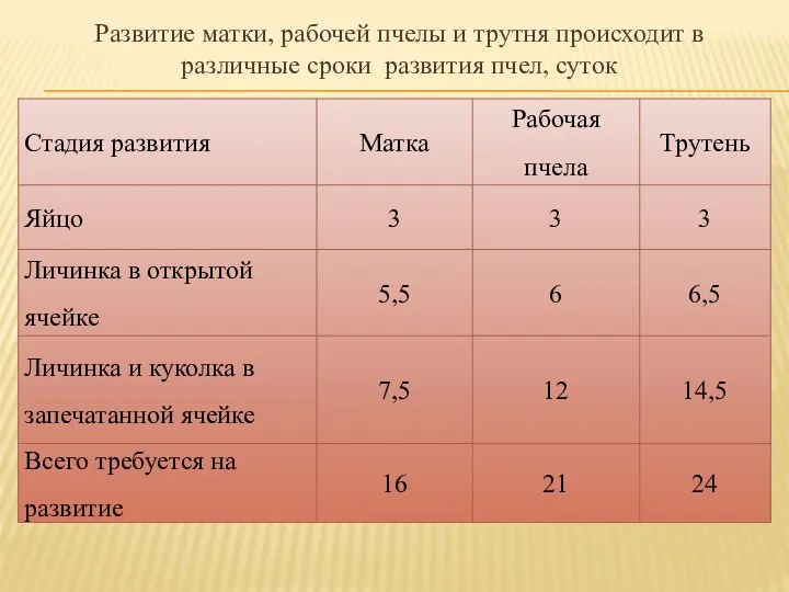 Развитие матки, рабочей пчелы и трутня происходит в различные сроки развития пчел, суток