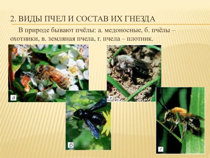 2. ВИДЫ ПЧЕЛ И СОСТАВ ИХ ГНЕЗДА В природе бывают пчёлы: а. медоносные,