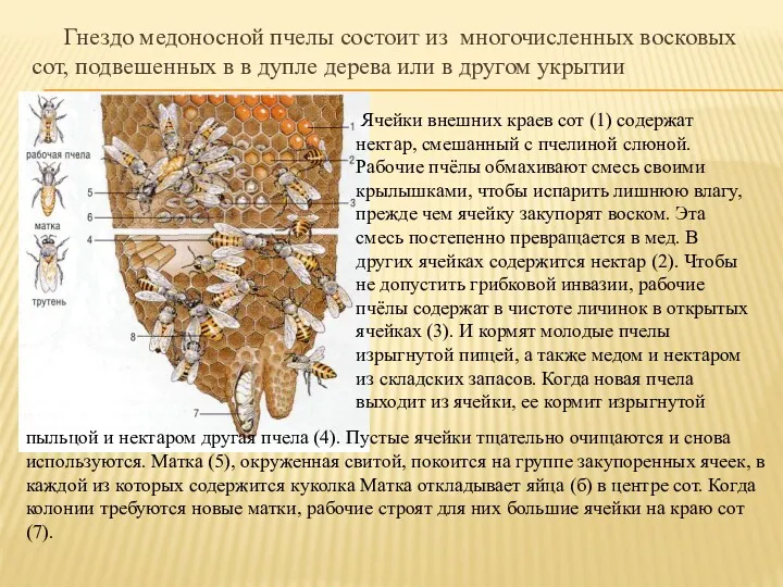 Гнездо медоносной пчелы состоит из многочисленных восковых сот, подвешенных в