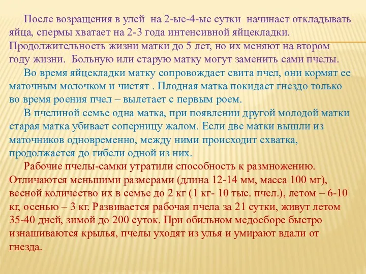 После возращения в улей на 2-ые-4-ые сутки начинает откладывать яйца, спермы хватает на