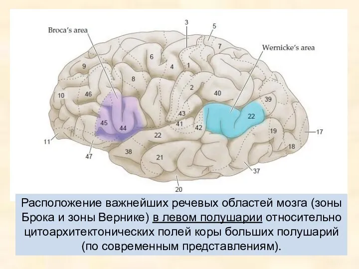 Расположение важнейших речевых областей мозга (зоны Брока и зоны Вернике) в левом полушарии