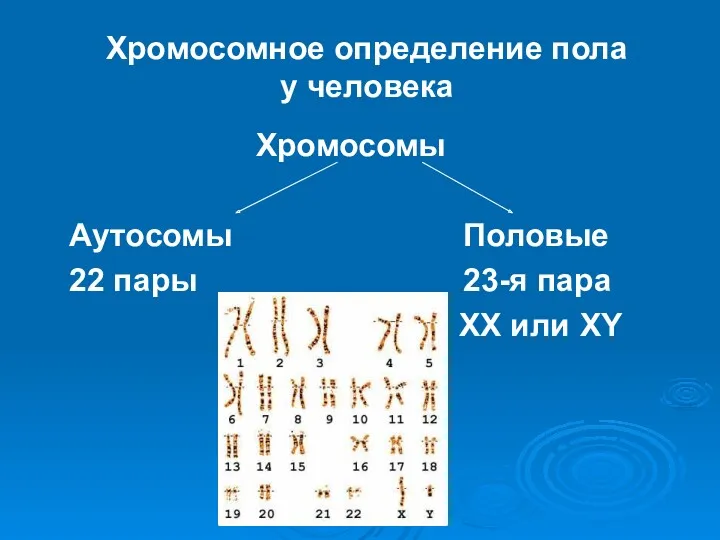 Хромосомное определение пола у человека Хромосомы Аутосомы Половые 22 пары 23-я пара ХХ или ХY