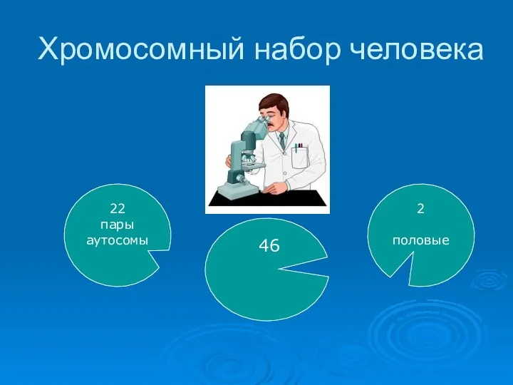 Хромосомный набор человека 22 пары аутосомы 46 2 половые