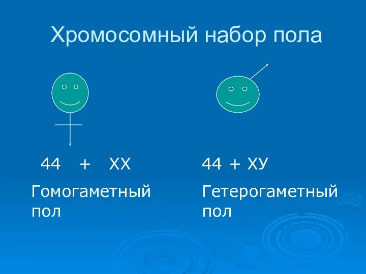 Хромосомный набор пола 44 + ХХ Гомогаметный пол 44 + ХУ Гетерогаметный пол