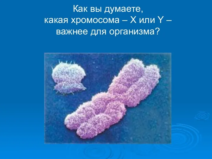 Как вы думаете, какая хромосома – Х или Y – важнее для организма?