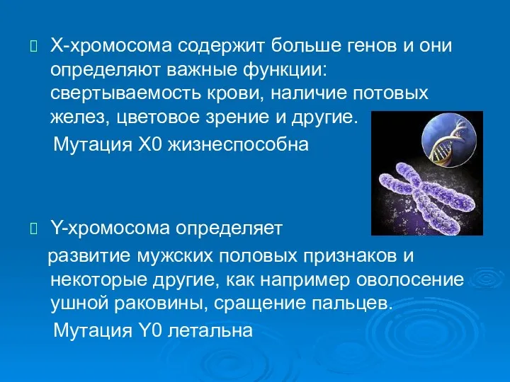 Х-хромосома содержит больше генов и они определяют важные функции: свертываемость