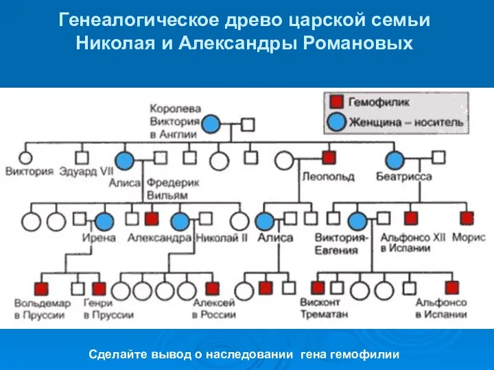 Генеалогическое древо царской семьи Николая и Александры Романовых Сделайте вывод о наследовании гена гемофилии