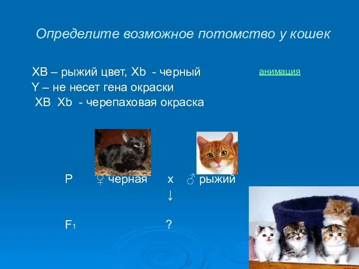 Определите возможное потомство у кошек XB – рыжий цвет, Хb