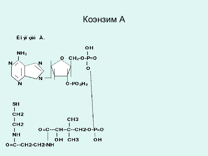 Коэнзим А