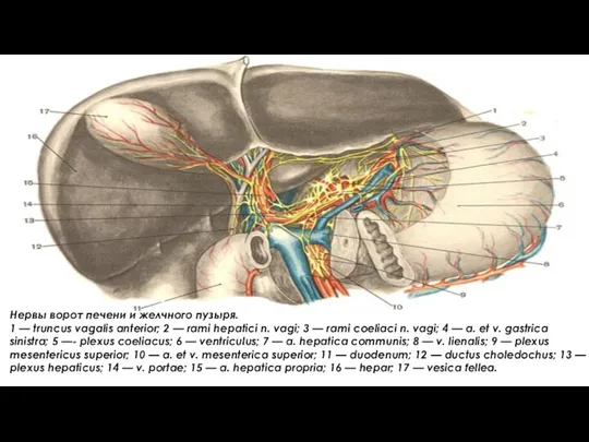 Нервы ворот печени и желчного пузыря. 1 — truncus vagalis