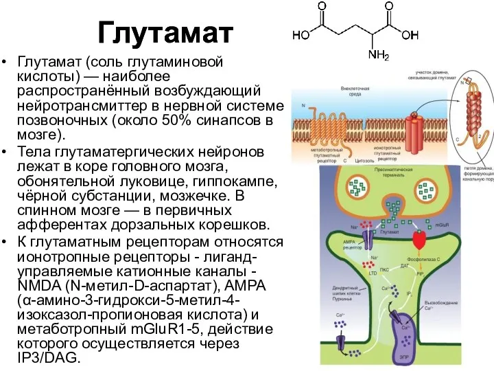 Глутамат Глутамат (соль глутаминовой кислоты) — наиболее распространённый возбуждающий нейротрансмиттер