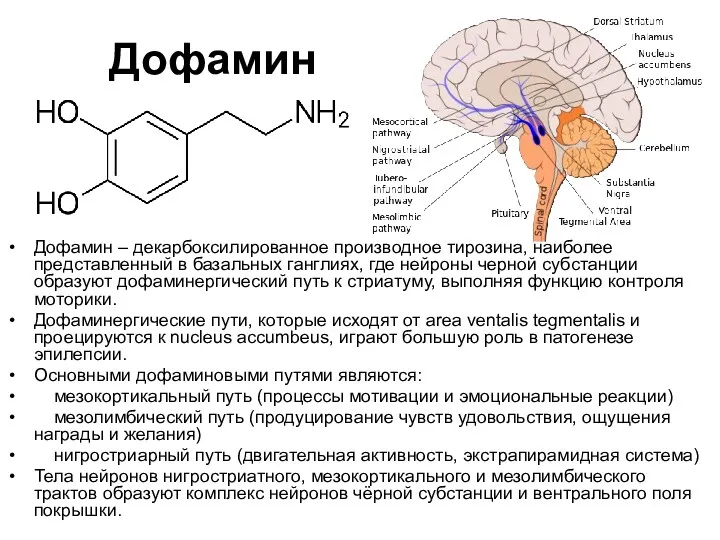 Дофамин Дофамин – декарбоксилированное производное тирозина, наиболее представленный в базальных