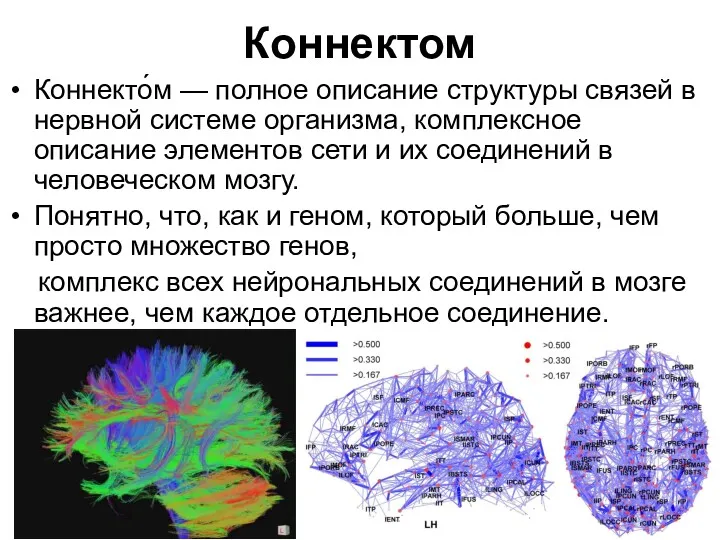 Коннектом Коннекто́м — полное описание структуры связей в нервной системе