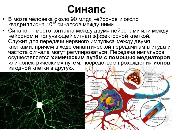 Синапс В мозге человека около 90 млрд нейронов и около