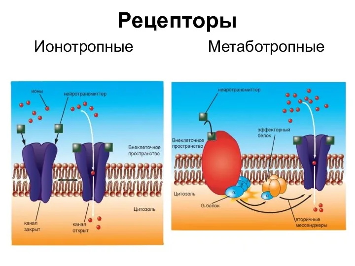 Рецепторы Ионотропные Метаботропные