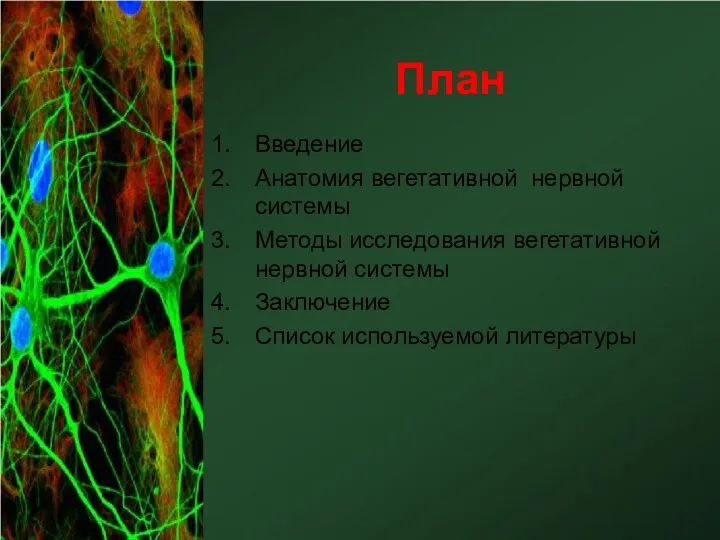 План Введение Анатомия вегетативной нервной системы Методы исследования вегетативной нервной системы Заключение Список используемой литературы