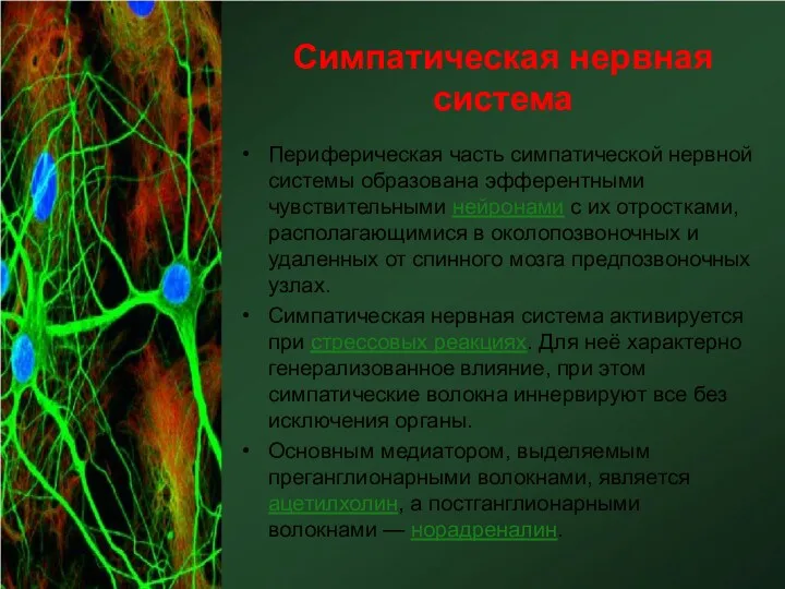 Симпатическая нервная система Периферическая часть симпатической нервной системы образована эфферентными