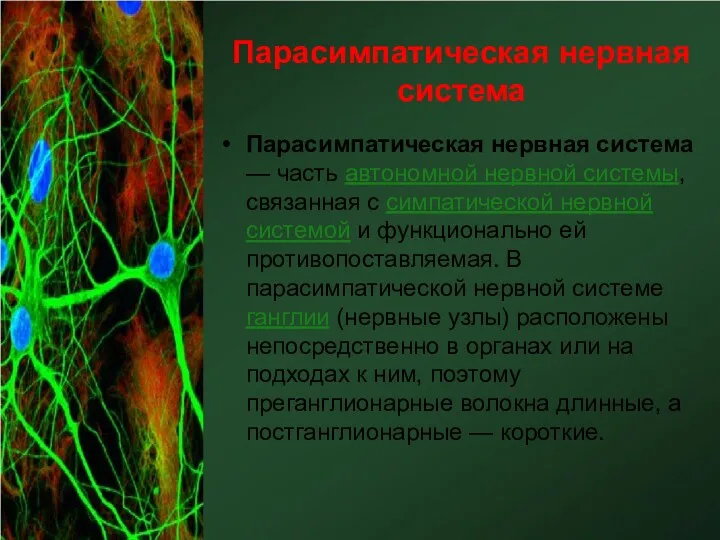Парасимпатическая нервная система Парасимпатическая нервная система — часть автономной нервной