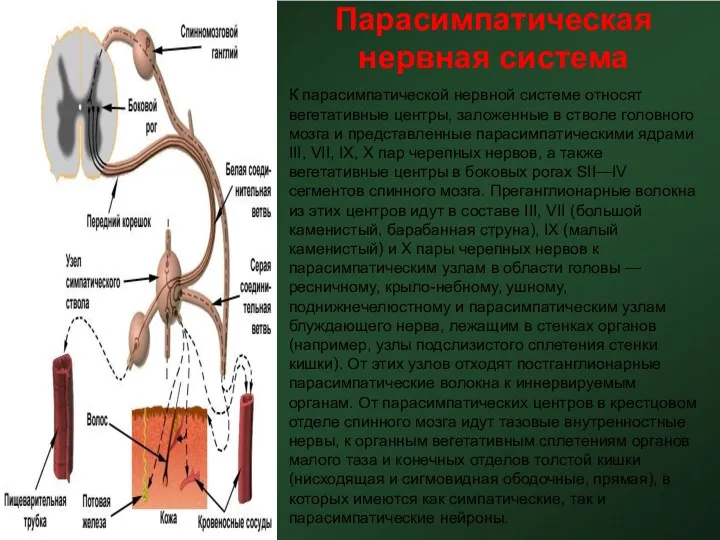 Парасимпатическая нервная система К парасимпатической нервной системе относят вегетативные центры,