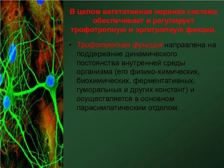 В целом вегетативная нервная система обеспечивает и регулирует трофотропную и
