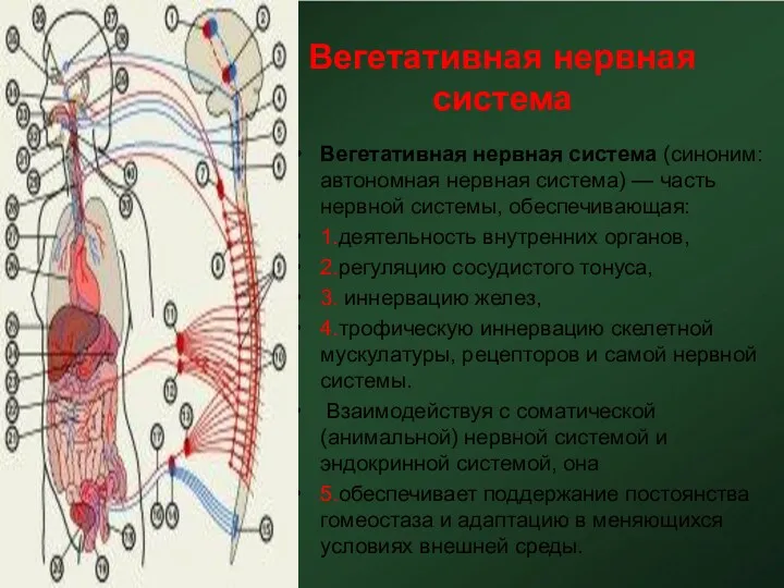 Вегетативная нервная система Вегетативная нервная система (синоним: автономная нервная система)