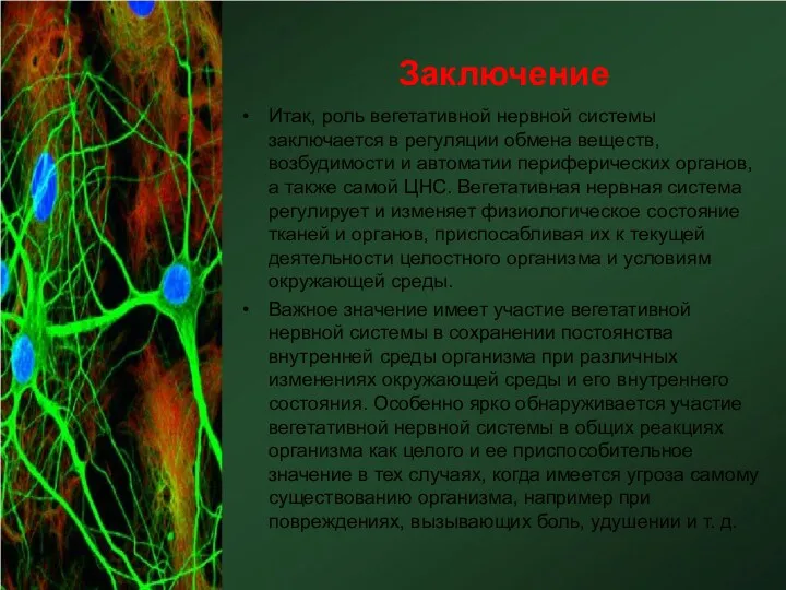 Заключение Итак, роль вегетативной нервной системы заключается в регуляции обмена