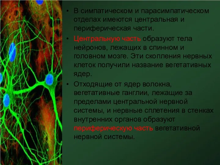 В симпатическом и парасимпатическом отделах имеются центральная и периферическая части.