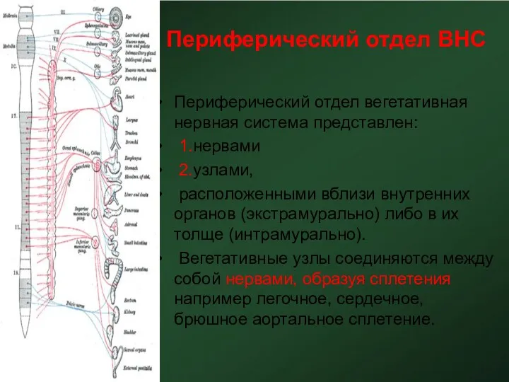 Периферический отдел ВНС Периферический отдел вегетативная нервная система представлен: 1.нервами