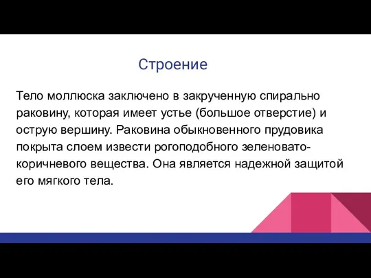 Строение Тело моллюска заключено в закрученную спирально раковину, которая имеет