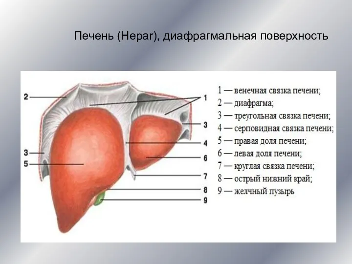 Печень (Hepar), диафрагмальная поверхность